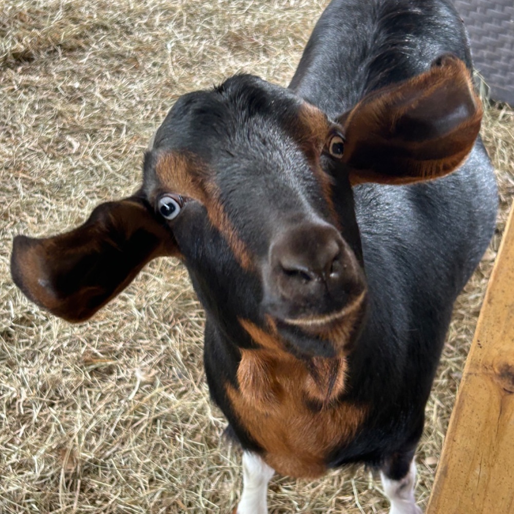 Meet your Posher, Farm Gals Animal Ministry - Picture 4 of 14